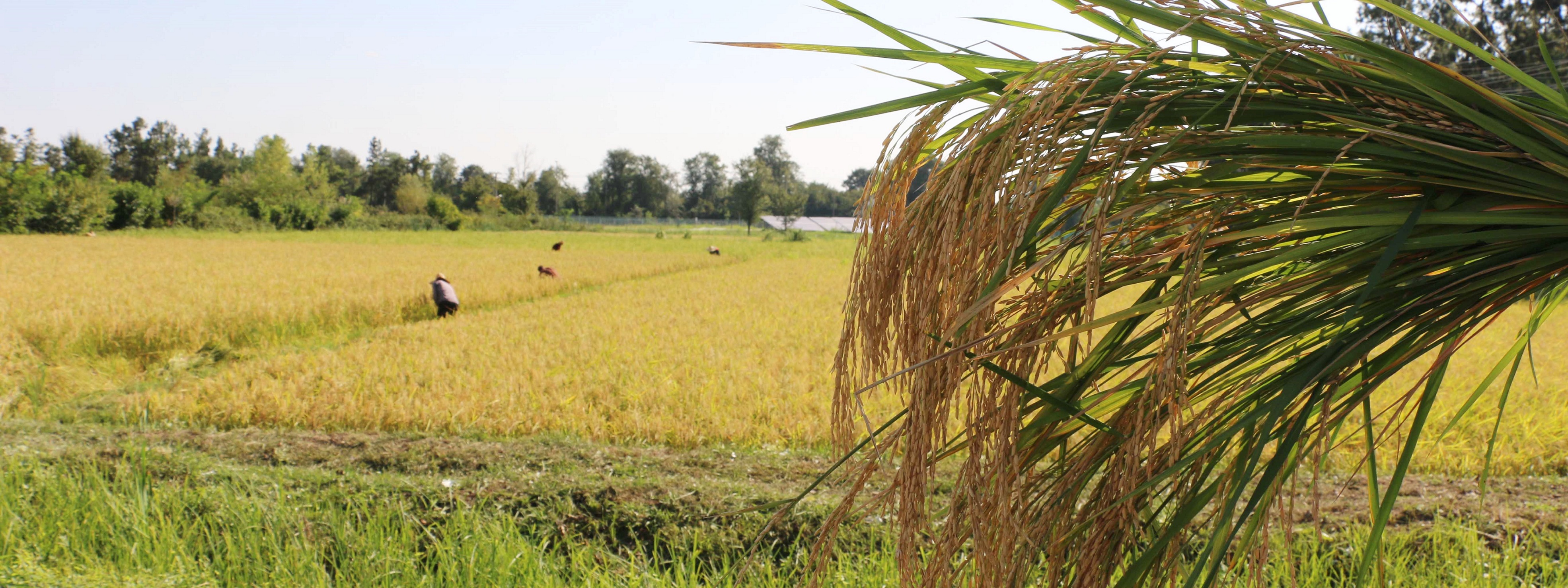 تصویر کوچک
