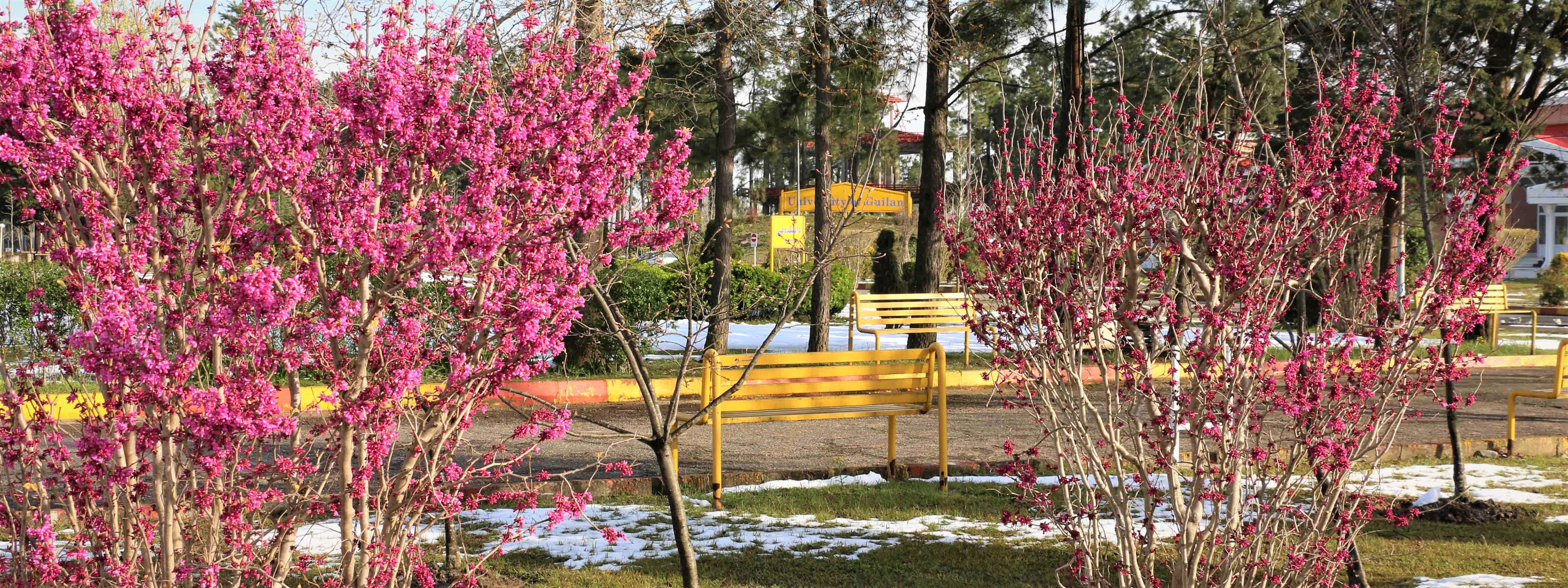 تصویر کوچک